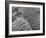 Aerial View of Suburban Housing Development Outside of Philadelphia-Margaret Bourke-White-Framed Photographic Print