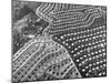 Aerial View of Suburban Housing Development Outside of Philadelphia-Margaret Bourke-White-Mounted Photographic Print