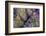 Aerial view of the Coastal Highway, HWY 101, Olympic Peninsula, Washington State, USA-Panoramic Images-Framed Photographic Print