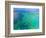 Aerial View of the Great Barrier Reef, Queensland, Australia-Miva Stock-Framed Photographic Print