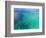 Aerial View of the Great Barrier Reef, Queensland, Australia-Miva Stock-Framed Photographic Print