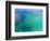 Aerial View of the Great Barrier Reef, Queensland, Australia-Miva Stock-Framed Photographic Print