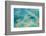 Aerial View of the Great Barrier Reef, Queensland, Australia-Peter Adams-Framed Photographic Print