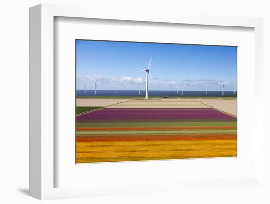 Aerial view of the tulip fields in North Holland, Netherlands-Peter Adams-Framed Photographic Print