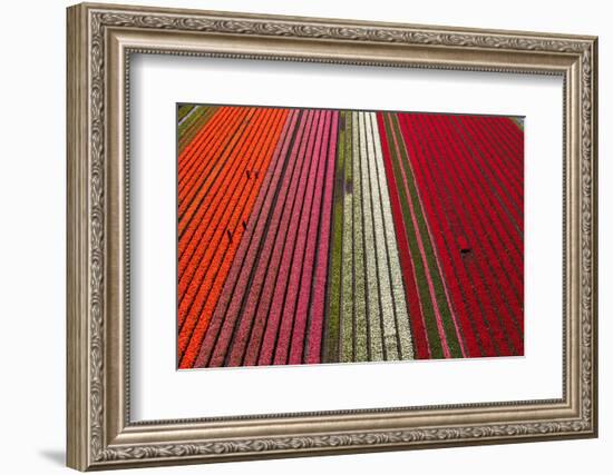 Aerial view of the tulip fields in North Holland, Netherlands-Peter Adams-Framed Photographic Print