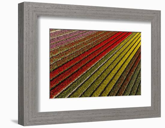 Aerial view of the tulip fields in North Holland, Netherlands-Peter Adams-Framed Photographic Print