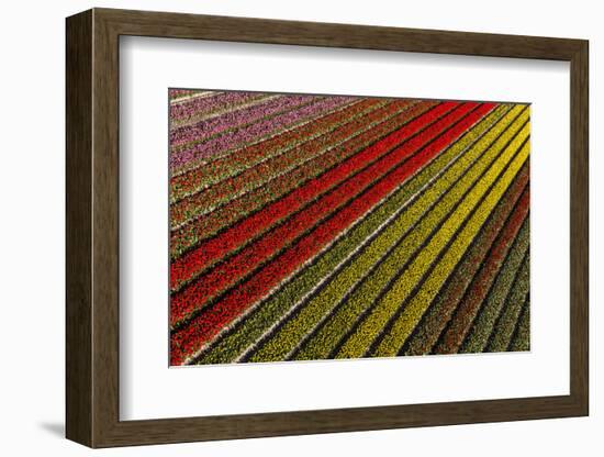Aerial view of the tulip fields in North Holland, Netherlands-Peter Adams-Framed Photographic Print