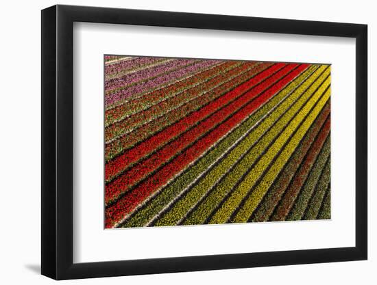 Aerial view of the tulip fields in North Holland, Netherlands-Peter Adams-Framed Photographic Print