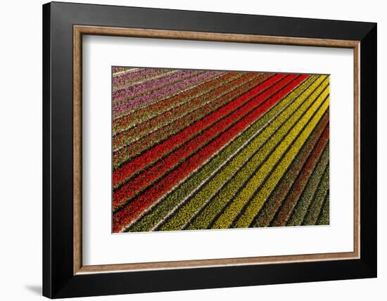 Aerial view of the tulip fields in North Holland, Netherlands-Peter Adams-Framed Photographic Print