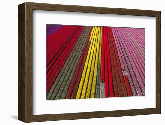 Aerial view of the tulip fields in North Holland, Netherlands-Peter Adams-Framed Photographic Print