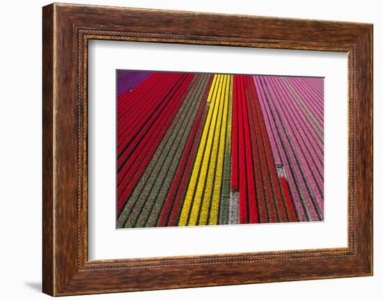 Aerial view of the tulip fields in North Holland, Netherlands-Peter Adams-Framed Photographic Print