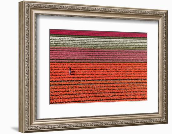 Aerial view of the tulip fields in North Holland, Netherlands-Peter Adams-Framed Photographic Print