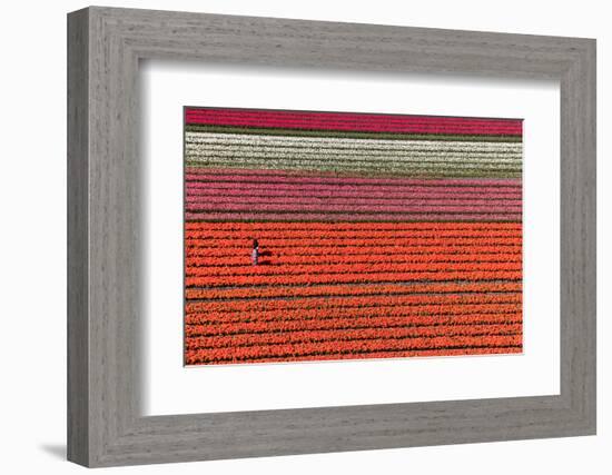 Aerial view of the tulip fields in North Holland, Netherlands-Peter Adams-Framed Photographic Print