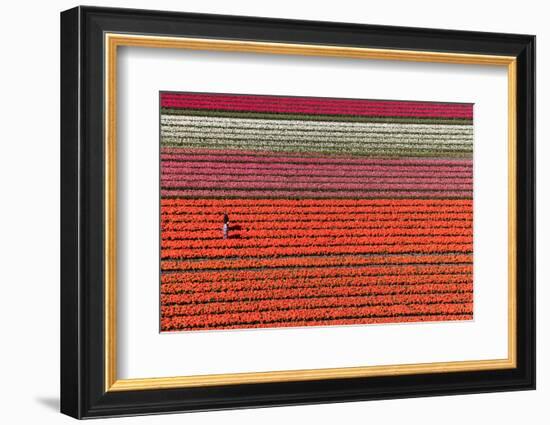 Aerial view of the tulip fields in North Holland, Netherlands-Peter Adams-Framed Photographic Print