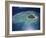 Aerial View of Tropical Island, Tavarua Island, Fiji-Neil Farrin-Framed Photographic Print