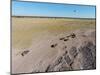 Aerial View of Wildebeest, Khama Rhino Reserve-Paul Souders-Mounted Photographic Print