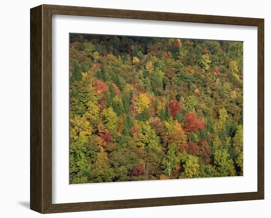 Aerial View over Autumnal Forest Canopy, Near Green Knob, Blue Ridge Parkway, North Carolina, USA-James Green-Framed Photographic Print