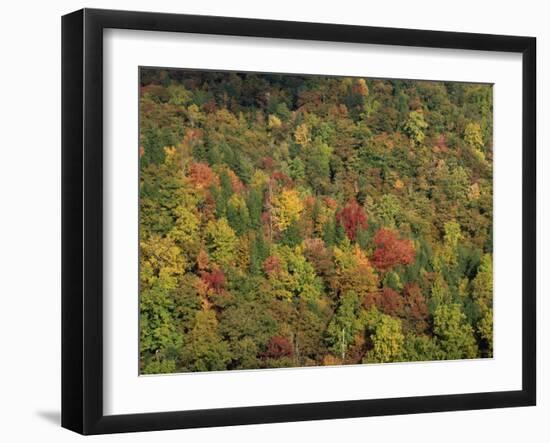 Aerial View over Autumnal Forest Canopy, Near Green Knob, Blue Ridge Parkway, North Carolina, USA-James Green-Framed Photographic Print