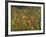 Aerial View over Autumnal Forest Canopy, Near Green Knob, Blue Ridge Parkway, North Carolina, USA-James Green-Framed Photographic Print