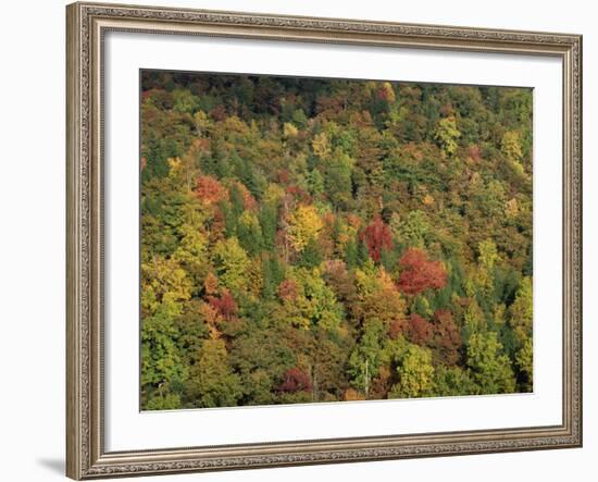 Aerial View over Autumnal Forest Canopy, Near Green Knob, Blue Ridge Parkway, North Carolina, USA-James Green-Framed Photographic Print