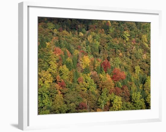 Aerial View over Autumnal Forest Canopy, Near Green Knob, Blue Ridge Parkway, North Carolina, USA-James Green-Framed Photographic Print