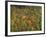 Aerial View over Autumnal Forest Canopy, Near Green Knob, Blue Ridge Parkway, North Carolina, USA-James Green-Framed Photographic Print