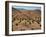 Aerial View over Fars Province Landscape, with Olive Trees, Iran, Middle East-Poole David-Framed Photographic Print