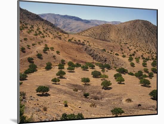 Aerial View over Fars Province Landscape, with Olive Trees, Iran, Middle East-Poole David-Mounted Photographic Print