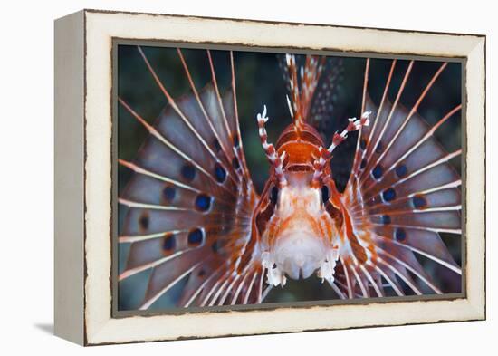 Aerials-Lion Fish, Pterois Antennata, Florida Islands, the Solomon Islands-Reinhard Dirscherl-Framed Premier Image Canvas