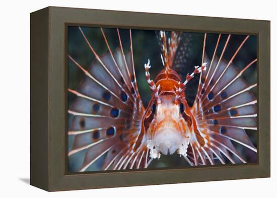 Aerials-Lion Fish, Pterois Antennata, Florida Islands, the Solomon Islands-Reinhard Dirscherl-Framed Premier Image Canvas