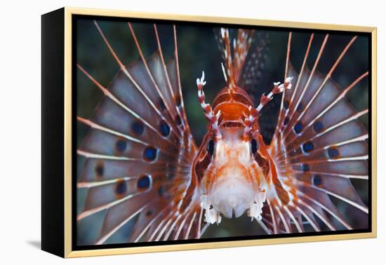 Aerials-Lion Fish, Pterois Antennata, Florida Islands, the Solomon Islands-Reinhard Dirscherl-Framed Premier Image Canvas