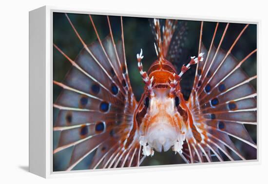 Aerials-Lion Fish, Pterois Antennata, Florida Islands, the Solomon Islands-Reinhard Dirscherl-Framed Premier Image Canvas