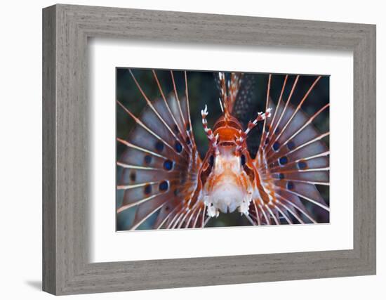 Aerials-Lion Fish, Pterois Antennata, Florida Islands, the Solomon Islands-Reinhard Dirscherl-Framed Photographic Print