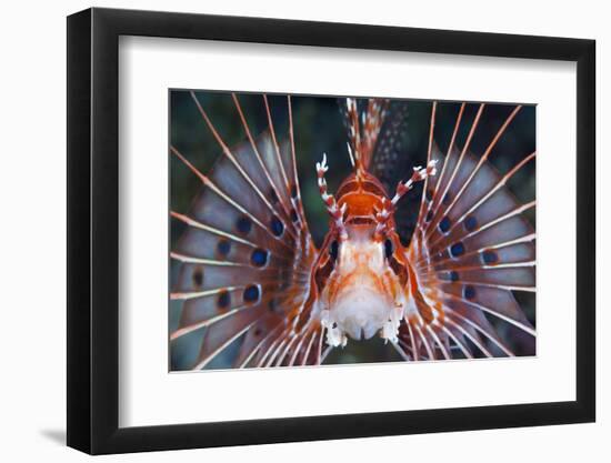 Aerials-Lion Fish, Pterois Antennata, Florida Islands, the Solomon Islands-Reinhard Dirscherl-Framed Photographic Print