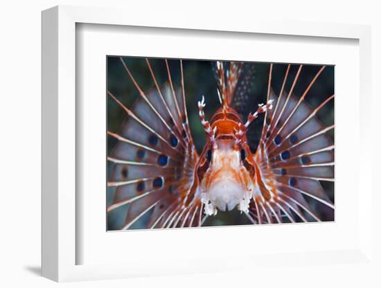 Aerials-Lion Fish, Pterois Antennata, Florida Islands, the Solomon Islands-Reinhard Dirscherl-Framed Photographic Print