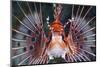 Aerials-Lion Fish, Pterois Antennata, Florida Islands, the Solomon Islands-Reinhard Dirscherl-Mounted Photographic Print