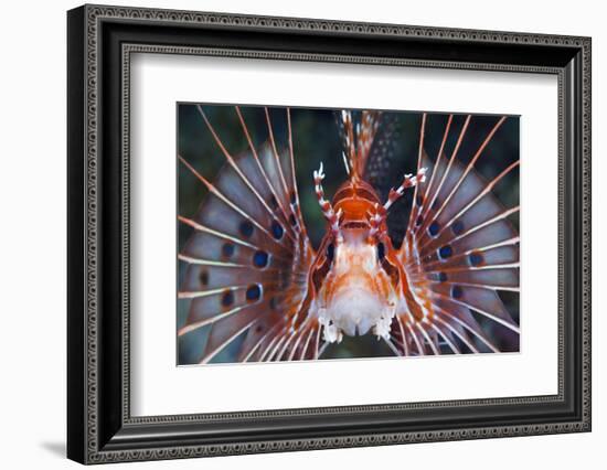 Aerials-Lion Fish, Pterois Antennata, Florida Islands, the Solomon Islands-Reinhard Dirscherl-Framed Photographic Print