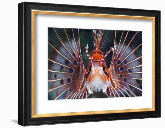 Aerials-Lion Fish, Pterois Antennata, Florida Islands, the Solomon Islands-Reinhard Dirscherl-Framed Photographic Print