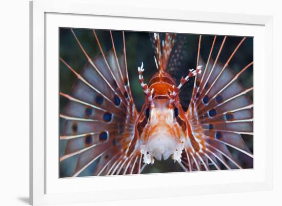 Aerials-Lion Fish, Pterois Antennata, Florida Islands, the Solomon Islands-Reinhard Dirscherl-Framed Photographic Print