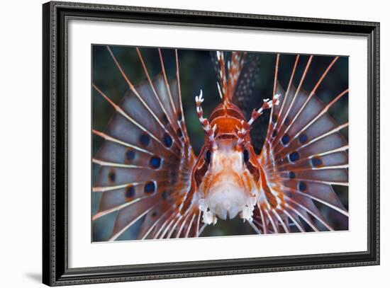 Aerials-Lion Fish, Pterois Antennata, Florida Islands, the Solomon Islands-Reinhard Dirscherl-Framed Photographic Print