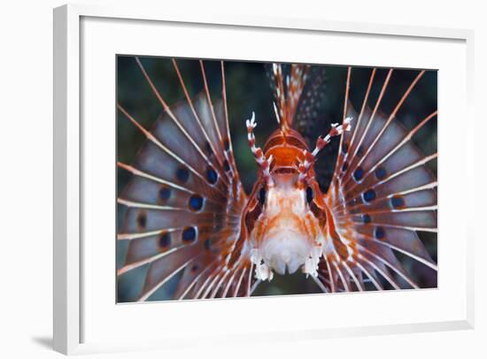 Aerials-Lion Fish, Pterois Antennata, Florida Islands, the Solomon Islands-Reinhard Dirscherl-Framed Photographic Print