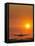 Aeroplane Landing At Sunset-David Nunuk-Framed Premier Image Canvas