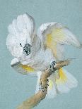 Cacatua Moluccensis-Aert Schouman-Framed Giclee Print