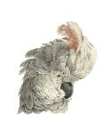 Pheasants-Aert Schouman-Art Print