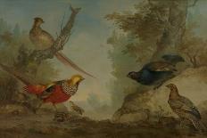 Pheasants-Aert Schouman-Art Print