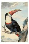 A Great White Crested Cockatoo-Aert Schouman-Framed Giclee Print