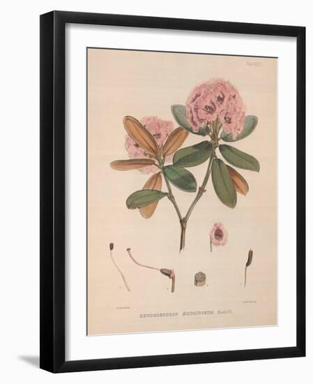 Aeruginosum-Joseph Dalton Hooker-Framed Art Print