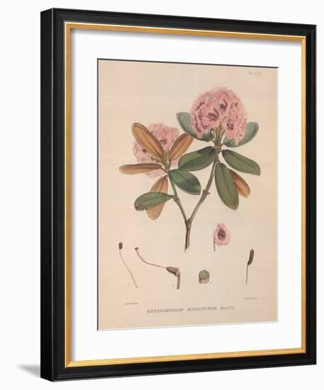 Aeruginosum-Joseph Dalton Hooker-Framed Art Print