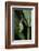 Aeschne Sp. - Emerging-Paul Starosta-Framed Photographic Print