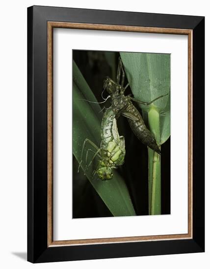 Aeschne Sp. - Emerging-Paul Starosta-Framed Photographic Print